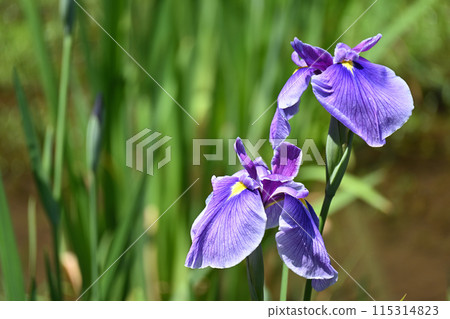 浦安舞/Iris 浦安舞/Iris 115314823
