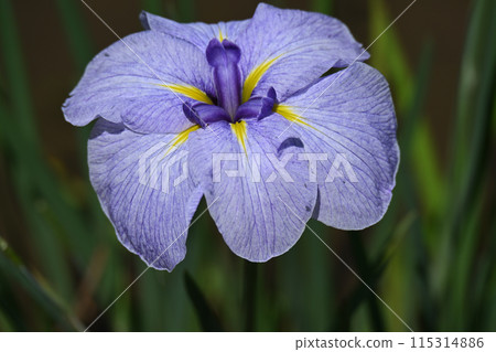 小藍天/鳶尾花 115314886