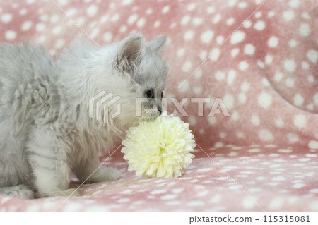 花和小貓 花和小貓 115315081