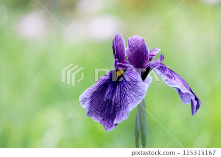 Colorful irises continue to bloom and soothe people's hearts 115315167