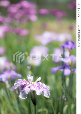 鳶尾花綻放出多種色彩，不斷撫慰著人們的心靈。 115315197