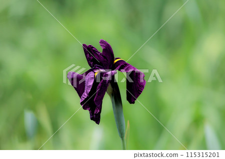 Colorful irises continue to bloom and soothe people's hearts 115315201