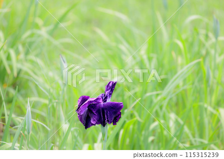 Colorful irises continue to bloom and soothe people's hearts 115315239