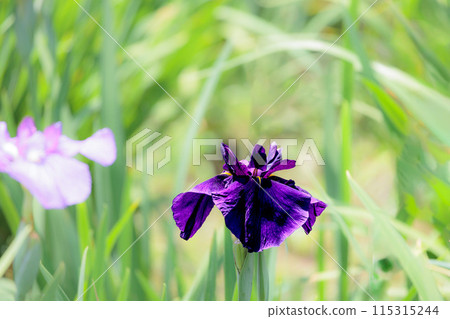 Colorful irises continue to bloom and soothe people's hearts Colorful irises continue to bloom and soothe people's hearts 115315244