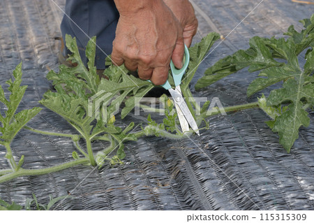 Watermelon cultivation: early June Watermelon cultivation: early June 115315309