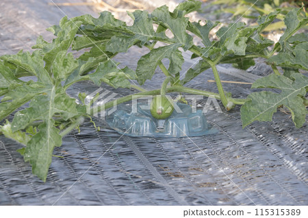 Watermelon cultivation: early June 115315389