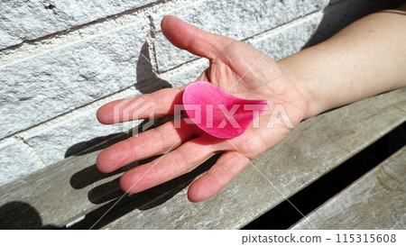A petal of a fallen pink flower resting in the palm of a hand. 115315608