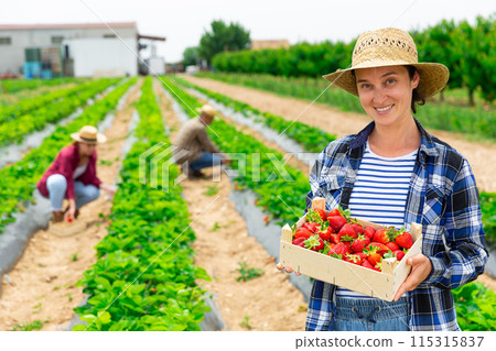 Woman posing on field with gathered strawberry 115315837