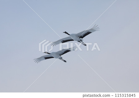 在寒冷的釧路飛翔的丹頂鶴【2月】 115315845