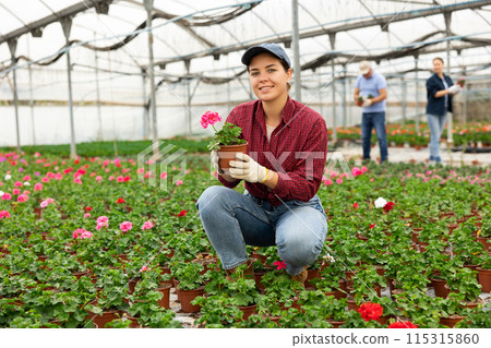 Young woman worker sitting down holding a pot of geranium flower in greenhouse Young woman worker sitting down holding a pot of geranium flower in greenhouse 115315860