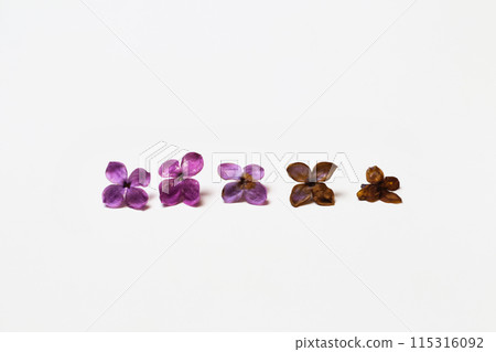 Human life cycles by fresh and died flowers. Fresh flower lilac petals against a white background. Fresh and dead flower petals, life cycle concept 115316092