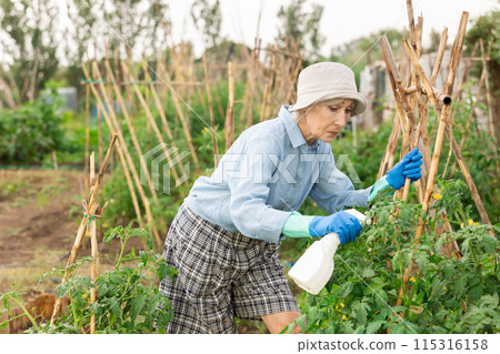 Mature woman spraying tomatoes 115316158