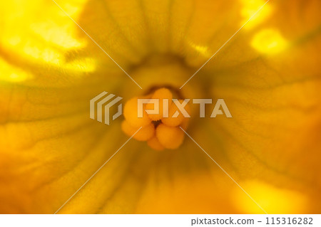 Zucchini female flower pistil Zucchini female flower pistil 115316282