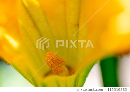 Zucchini male flower stamens Zucchini male flower stamens 115316283