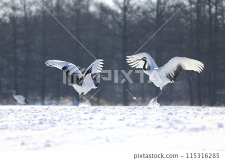 Red-crowned cranes flying in the freezing cold of Kushiro, Hokkaido [February] 115316285