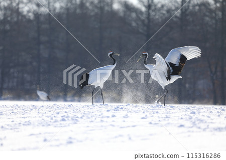 Red-crowned cranes flying in the freezing cold of Kushiro, Hokkaido [February] 115316286