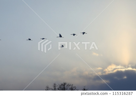 Red-crowned cranes flying in the freezing cold of Kushiro, Hokkaido [February] 115316287