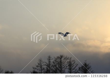 飛翔在寒冷的北海道釧路地區的丹頂鶴【2月】 115316288