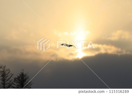 Red-crowned cranes flying in the freezing cold of Kushiro, Hokkaido [February] 115316289