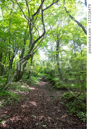 栃木縣那須高原新綠森林中的靜謐森林 栃木縣那須高原新綠森林中的靜謐森林 115316479