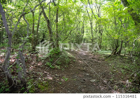 A quiet forest in the midst of fresh greenery in Nasu Highlands, Tochigi Prefecture 115316481