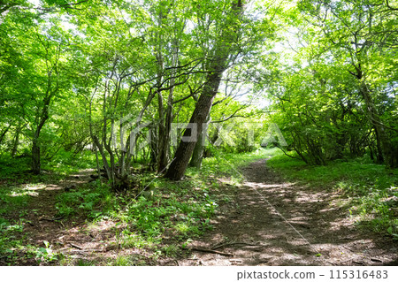栃木縣那須高原新綠森林中的靜謐森林 栃木縣那須高原新綠森林中的靜謐森林 115316483