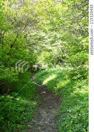 A quiet forest in the midst of fresh greenery in Nasu Highlands, Tochigi Prefecture A quiet forest in the midst of fresh greenery in Nasu Highlands, Tochigi Prefecture 115316485