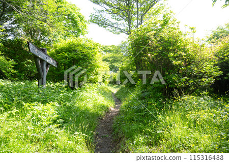 A quiet forest in the midst of fresh greenery in Nasu Highlands, Tochigi Prefecture A quiet forest in the midst of fresh greenery in Nasu Highlands, Tochigi Prefecture 115316488