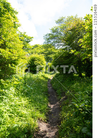A quiet forest in the midst of fresh greenery in Nasu Highlands, Tochigi Prefecture A quiet forest in the midst of fresh greenery in Nasu Highlands, Tochigi Prefecture 115316489