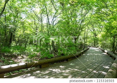 Walking along a boardwalk amidst fresh greenery in Nasu, Tochigi Prefecture 115316503