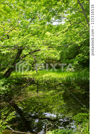 Swamp in the green forest 115316516