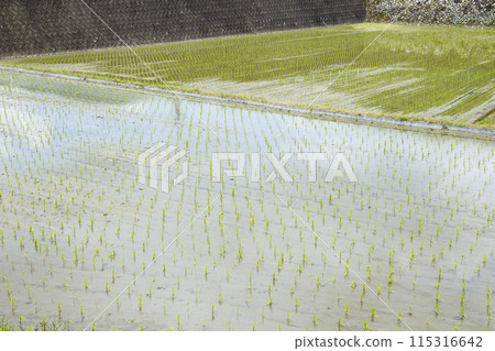 Scenery of rice fields just after rice planting 115316642