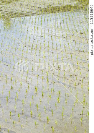 Scenery of rice fields just after rice planting 115316643