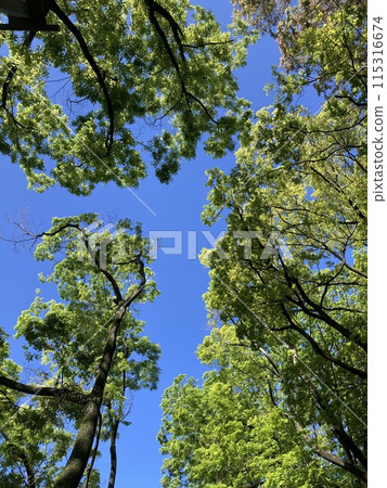 清新的樹木和天空 清新的樹木和天空 115316674