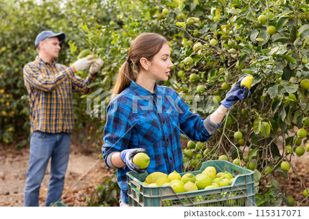 Female farmer holding branches of lemon tree with lemons, picking fruits during harvesting season 115317071