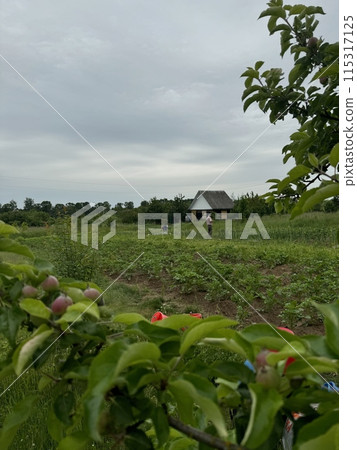 An elderly woman and a man work in the garden. They are engaged in weeding potatoes and vegetable beds. Cloudy weather. Summer residents at work. 115317125