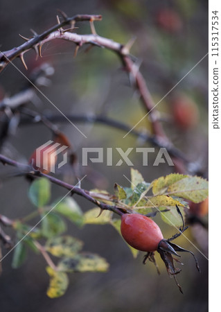 Rosehip berries close-up in golden autumn on a blurred background. 115317534