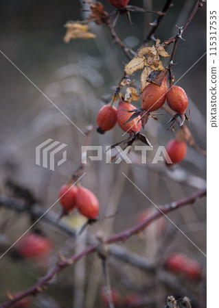 Rosehip berries close-up in golden autumn on a blurred background. 115317535