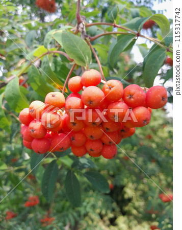 Rowan tree foliage and red berries Rowan tree foliage and red berries 115317742