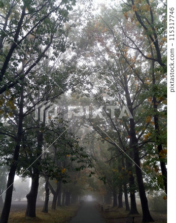 Beautiful autumn colorful yellow and green tree leaves in foggy park Beautiful autumn colorful yellow and green tree leaves in foggy park 115317746