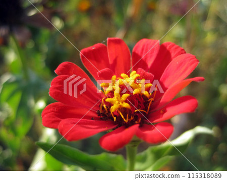 Close up view of beautiful flower on green background 115318089
