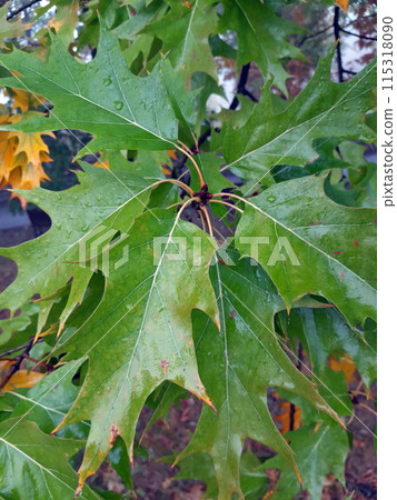Beautiful green tree foliage background 115318090