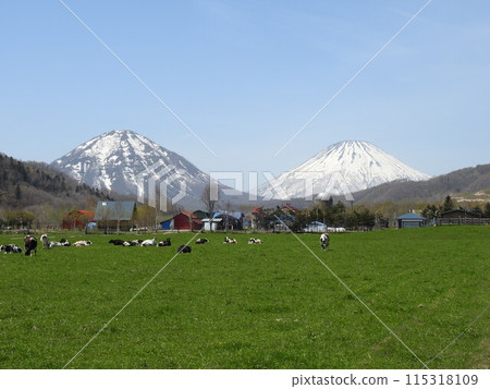 Mt. Shiribetsu and Mt. Yotei as seen from a dairy farm 115318109
