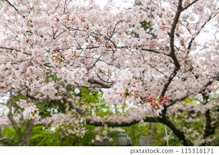 White cherry blossom at Nyoirinji temple in spring, Ogori, Fukuoka White cherry blossom at Nyoirinji temple in spring, Ogori, Fukuoka 115318171