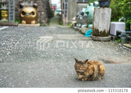 tabby cat with falling sakura and frog statue, Nyoirinji Temple 115318178