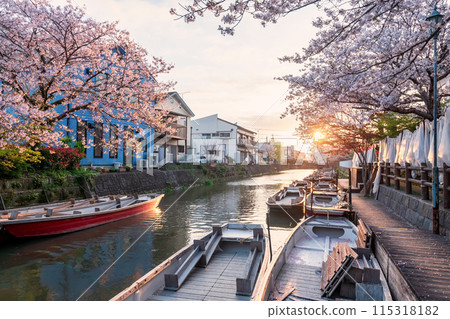 Boats and cherry blossom tunnel along river at sunset, Yanagawa Boats and cherry blossom tunnel along river at sunset, Yanagawa 115318182