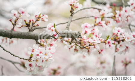 White cherry blossom of sakura tree at spring in Kumamoto castle White cherry blossom of sakura tree at spring in Kumamoto castle 115318201