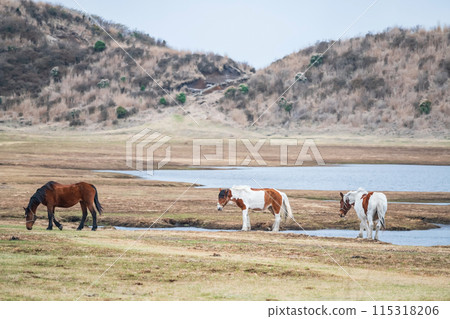 3 horses on meadow by pond in Kusasenri prairie observation, Aso 3 horses on meadow by pond in Kusasenri prairie observation, Aso 115318206