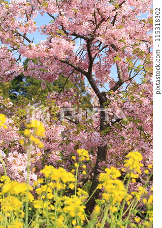 Spring scent 115318302