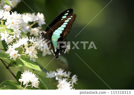 藍色燕尾從花中吸取花蜜 藍色燕尾從花中吸取花蜜 115318313